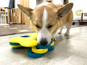 山梨県甲府市の犬の保育園もふ＆ふる　犬のしつけ　ドッグトレーニング