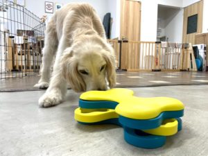 山梨県甲府市の犬の保育園もふ＆ふる　犬のしつけ　ドッグトレーニング