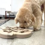 山梨県甲府市の犬の保育園もふ＆ふる　犬のしつけ　ドッグトレーニング