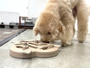 山梨県甲府市の犬の保育園もふ＆ふる　犬のしつけ　ドッグトレーニング