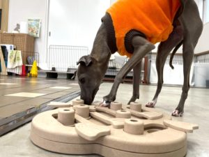 山梨県甲府市の犬の保育園もふ＆ふる　犬のしつけ　ドッグトレーニング