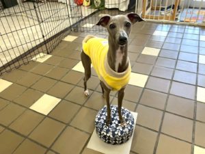 山梨県甲府市の犬の保育園もふ&ふる 犬のしつけ ドッグトレーニング