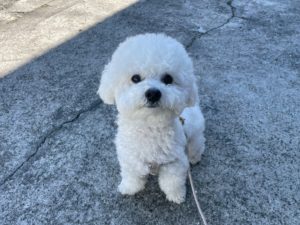 山梨県甲府市の犬の保育園もふ&ふる 犬のしつけ ドッグトレーニング