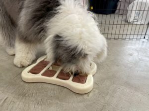 山梨県甲府市の犬の保育園もふ&ふる 犬のしつけ ドッグトレーニング