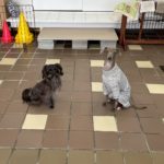 山梨県甲府市の犬の保育園もふ＆ふる　犬のしつけ　ドッグトレーニング