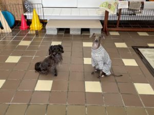 山梨県甲府市の犬の保育園もふ&ふる 犬のしつけ ドッグトレーニング