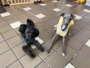 山梨県甲府市の犬の保育園もふ&ふる 犬のしつけ ドッグトレーニング