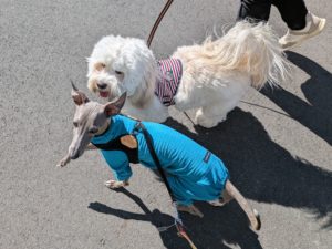 山梨県甲府市の犬の保育園もふ＆ふる　犬のしつけ　ドッグトレーニング