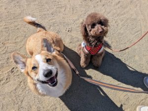 山梨県甲府市の犬の保育園もふ＆ふる　犬のしつけ　ドッグトレーニング