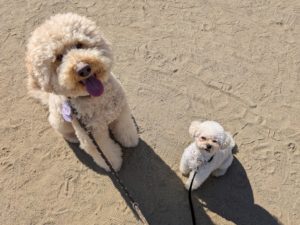 山梨県甲府市の犬の保育園もふ＆ふる　犬のしつけ　ドッグトレーニング