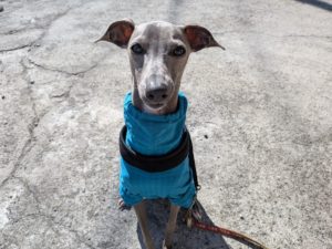 山梨県甲府市の犬の保育園もふ＆ふる　犬のしつけ　ドッグトレーニング