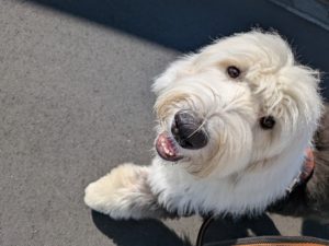 山梨県甲府市の犬の保育園もふ＆ふる　犬のしつけ　ドッグトレーニング