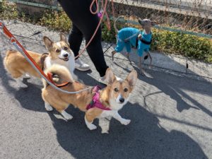 山梨県甲府市の犬の保育園もふ＆ふる　犬のしつけ　ドッグトレーニング
