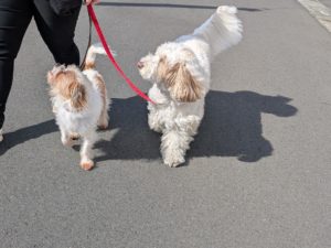 山梨県甲府市の犬の保育園もふ＆ふる　犬のしつけ　ドッグトレーニング