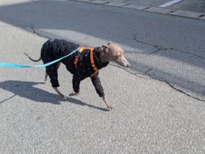 山梨県甲府市の犬の保育園もふ＆ふる　犬のしつけ　ドッグトレーニング
