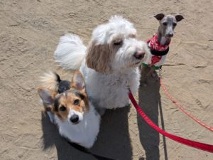 山梨県甲府市の犬の保育園もふ&ふる 犬のしつけ ドッグトレーニング