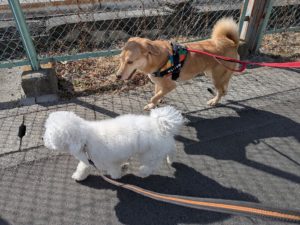 山梨県甲府市の犬の保育園もふ&ふる 犬のしつけ ドッグトレーニング