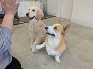 山梨県甲府市の犬の保育園もふ&ふる 犬のしつけ ドッグトレーニング