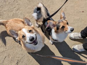 山梨県甲府市の犬の保育園もふ＆ふる　犬のしつけ　ドッグトレーニング