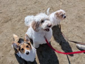 山梨県甲府市の犬の保育園もふ＆ふる　犬のしつけ　ドッグトレーニング