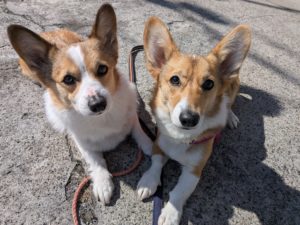 山梨県甲府市の犬の保育園もふ＆ふる　犬のしつけ　ドッグトレーニング