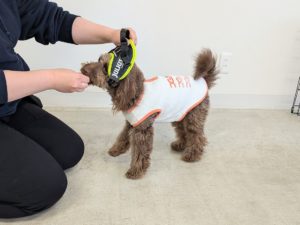 山梨県甲府市の犬の保育園もふ＆ふる　犬のしつけ　ドッグトレーニング