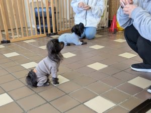 山梨県甲府市の犬の保育園もふ&ふる 犬のしつけ ドッグトレーニング