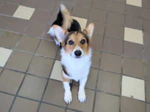 山梨県甲府市の犬の保育園もふ&ふる 犬のしつけ ドッグトレーニング