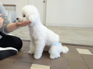 山梨県甲府市の犬の保育園もふ&ふる 犬のしつけ ドッグトレーニング