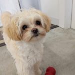 山梨県甲府市の犬の保育園もふ＆ふる　犬のしつけ　ドッグトレーニング