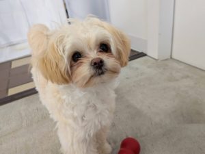 山梨県甲府市の犬の保育園もふ&ふる 犬のしつけ ドッグトレーニング