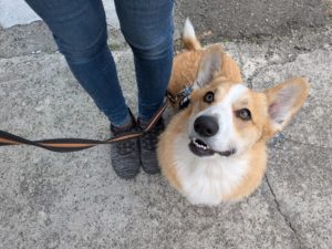 山梨県甲府市の犬の保育園もふ&ふる 犬のしつけ ドッグトレーニング