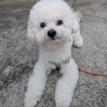 山梨県甲府市の犬の保育園もふ＆ふる　犬のしつけ　ドッグトレーニング