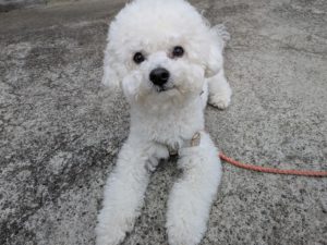 山梨県甲府市の犬の保育園もふ&ふる 犬のしつけ ドッグトレーニング