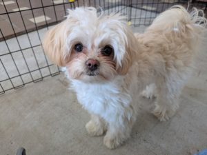 山梨県甲府市の犬の保育園もふ&ふる 犬のしつけ ドッグトレーニング