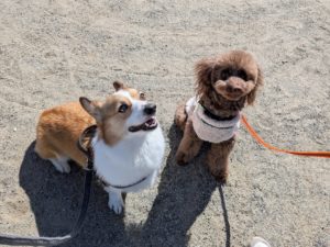 山梨県甲府市の犬の保育園もふ&ふる 犬のしつけ ドッグトレーニング