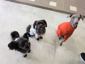 山梨県甲府市の犬の保育園もふ&ふる 犬のしつけ ドッグトレーニング