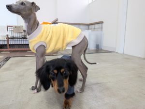 山梨県甲府市の犬の保育園もふ&ふる 犬のしつけ ドッグトレーニング