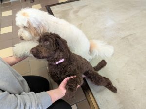 山梨県甲府市の犬の保育園もふ&ふる 犬のしつけ ドッグトレーニング