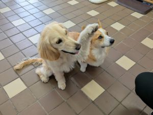 山梨県甲府市の犬の保育園もふ&ふる 犬のしつけ ドッグトレーニング