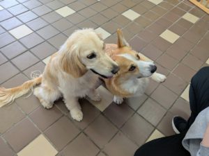 山梨県甲府市の犬の保育園もふ&ふる 犬のしつけ ドッグトレーニング