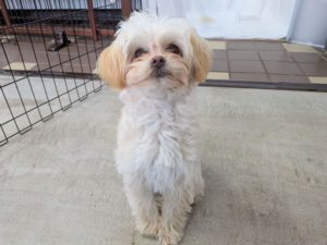 山梨県甲府市の犬の保育園もふ&ふる 犬のしつけ ドッグトレーニング