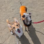 山梨県甲府市の犬の保育園もふ＆ふる　犬のしつけ　ドッグトレーニング