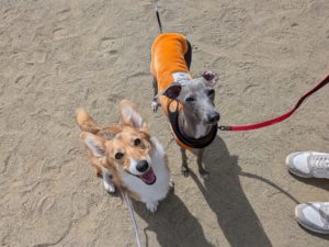 山梨県甲府市の犬の保育園もふ＆ふる　犬のしつけ　ドッグトレーニング