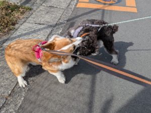 山梨県甲府市の犬の保育園もふ＆ふる　犬のしつけ　ドッグトレーニング