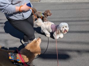 山梨県甲府市の犬の保育園もふ&ふる 犬のしつけ ドッグトレーニング