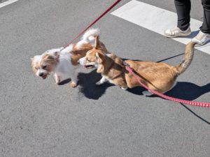 山梨県甲府市の犬の保育園もふ&ふる 犬のしつけ ドッグトレーニング