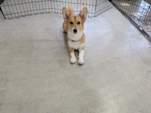 山梨県甲府市の犬の保育園もふ&ふる 犬のしつけ ドッグトレーニング