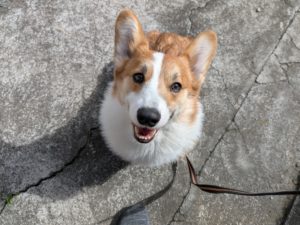 山梨県甲府市の犬の保育園もふ&ふる 犬のしつけ ドッグトレーニング