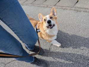 山梨県甲府市の犬の保育園もふ&ふる 犬のしつけ ドッグトレーニング